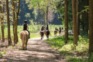 Balades à cheval près de Malmedy. Photo: Cercle équestre de Waimes Groupe de cavaliers en balade à cheval dans une forêt près de Malmedy, en pleine nature, sur un sentier près des Hautes Fagnes.