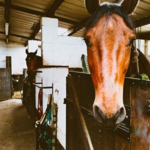 Pension chevaux. Photo: Cercle Équestre de Waimes Pension chevaux. Photo: Cercle Équestre de Waimes